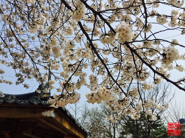 2015 경주벚꽃 피었습니다..