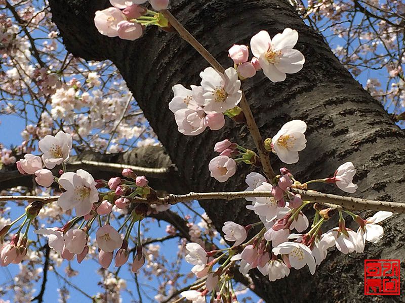 2016 봄의 하얀설경 경주벚꽃 자태를 자아내다.