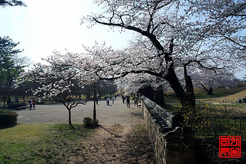 경주의 아름다운 대릉원 벚꽃 보러 오이소.