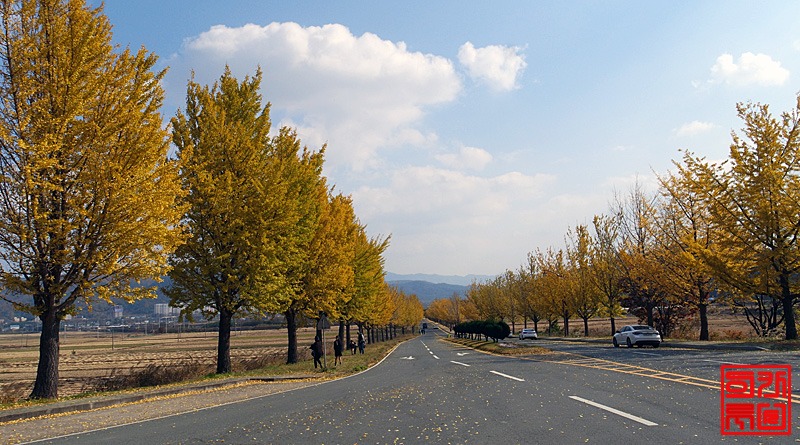 [경주여행필수코스] 가을의절정, 통일전 은행나무길 가다.
