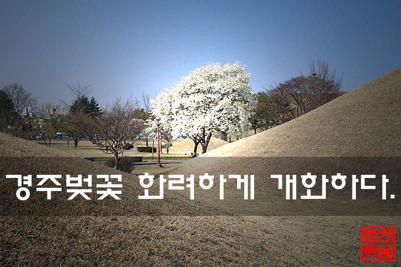 경주벚꽃 화려하게 개화하다