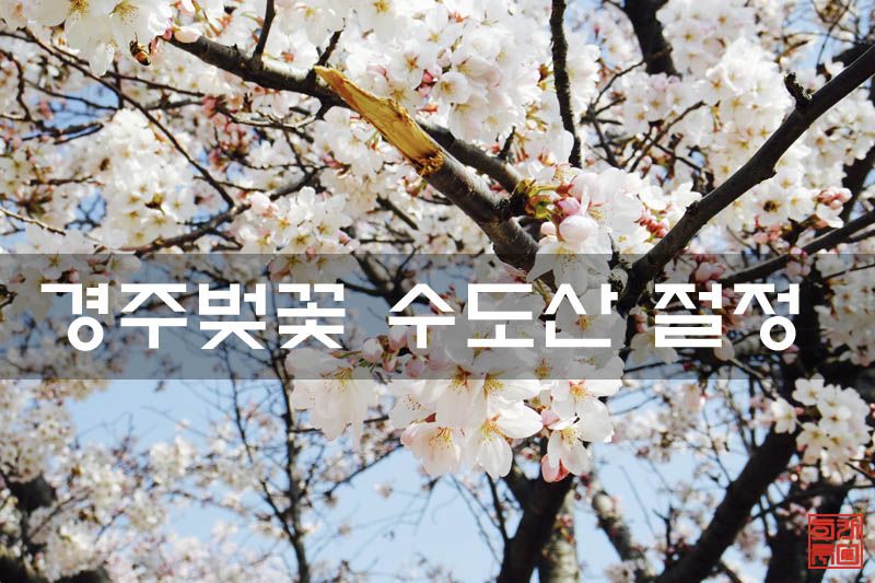 수도산 경주벚꽃 만개하게 피다