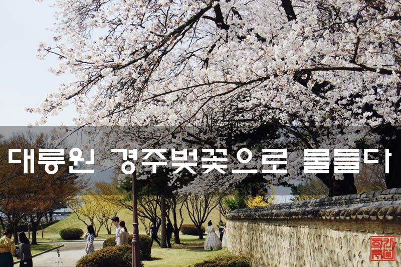 대릉원 경주벚꽃으로 물들다