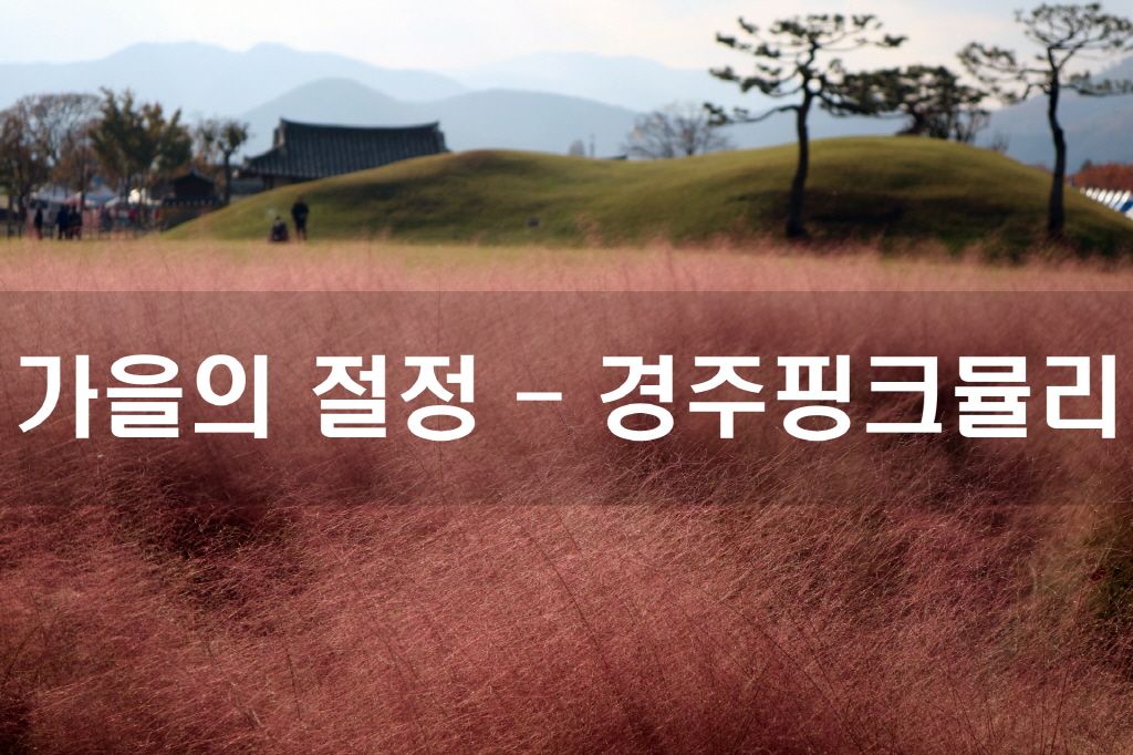 경주가볼만한곳 – 경주핑크뮬리