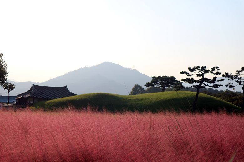 경주핫플레스 핑크뮬리 개화 시작되었습니다